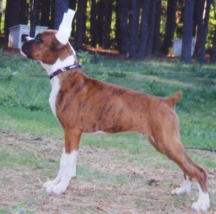 Hunter 3 months of age