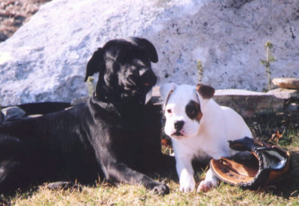 Duke with Kia the black Lab