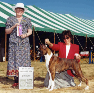 Ch Red Maple's Top This